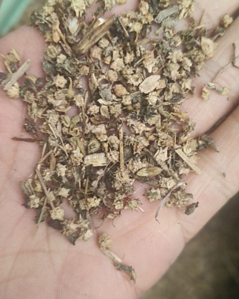 灰灰菜籽