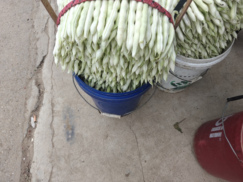 白不老