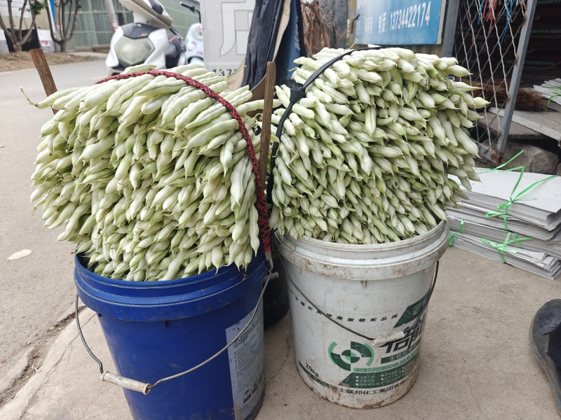 白不老
