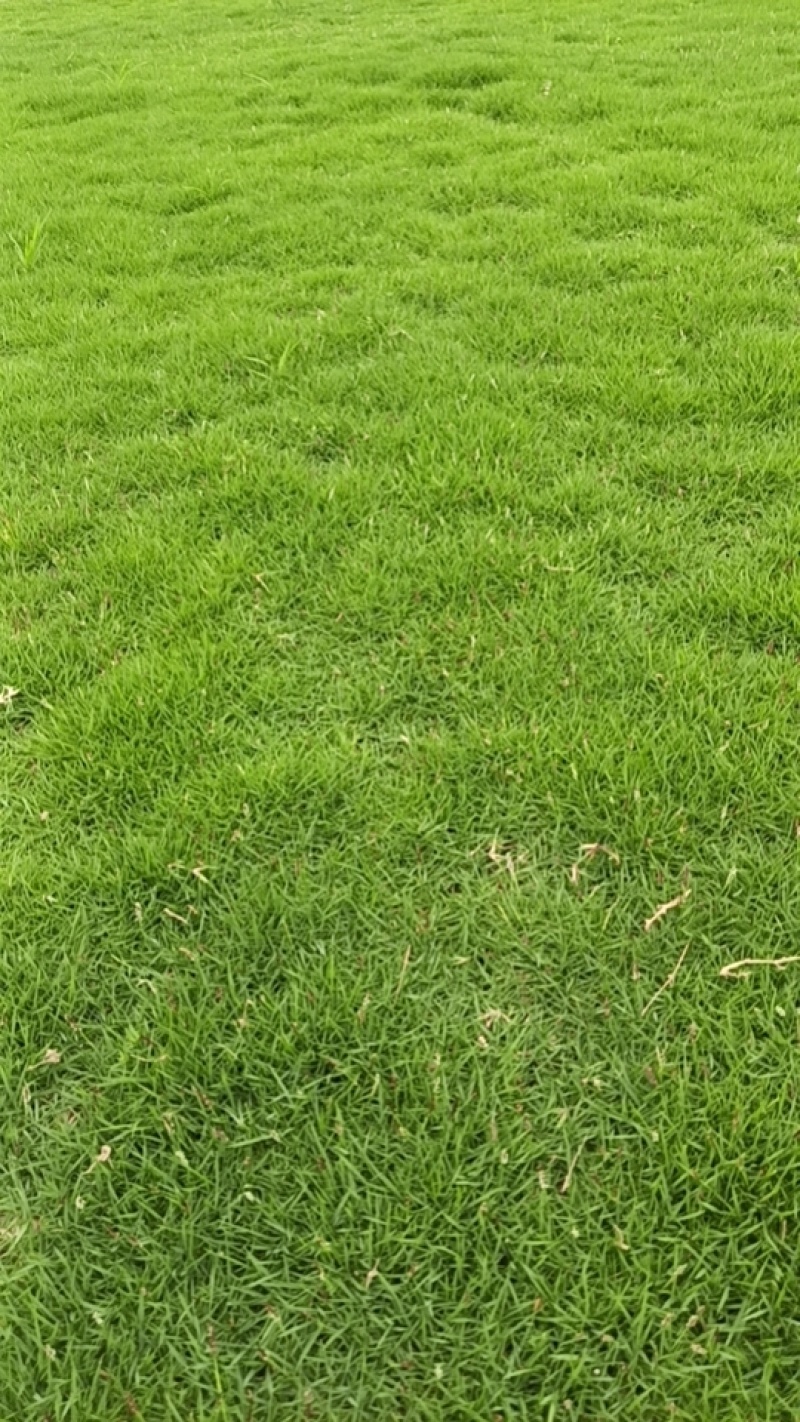 绿化工程园林绿化草皮