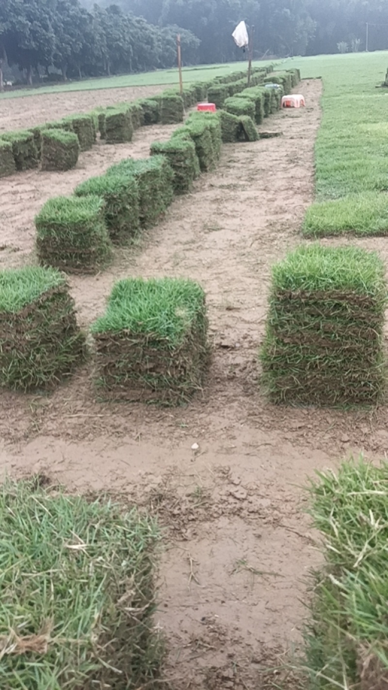绿化工程园林绿化草皮