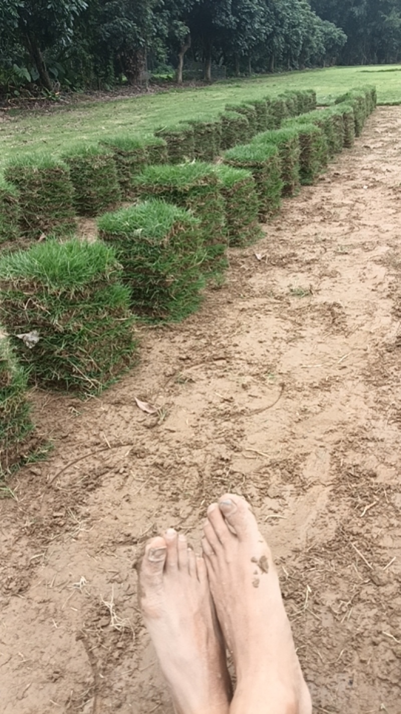 绿化工程园林绿化草皮