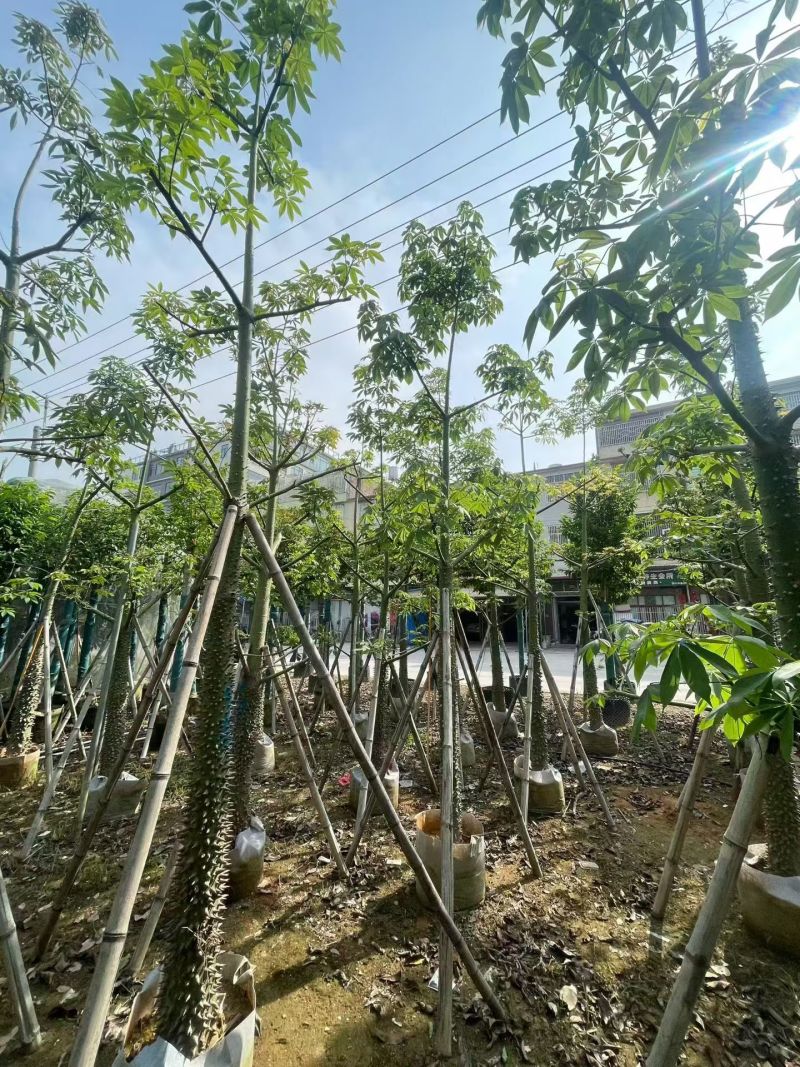 美丽木棉12～15分，量大价优′，低价出售。