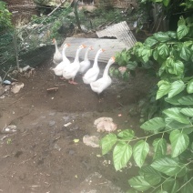 一年多的散养大公鹅