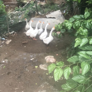 一年多的散养大公鹅