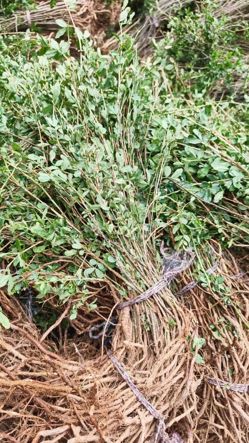 金雀花苗