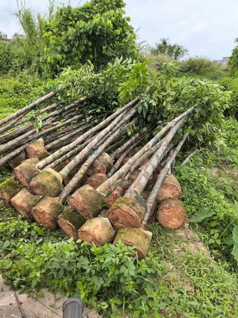 秋枫5-18分，基地直销，一手货源，各种规格，大量低价出售