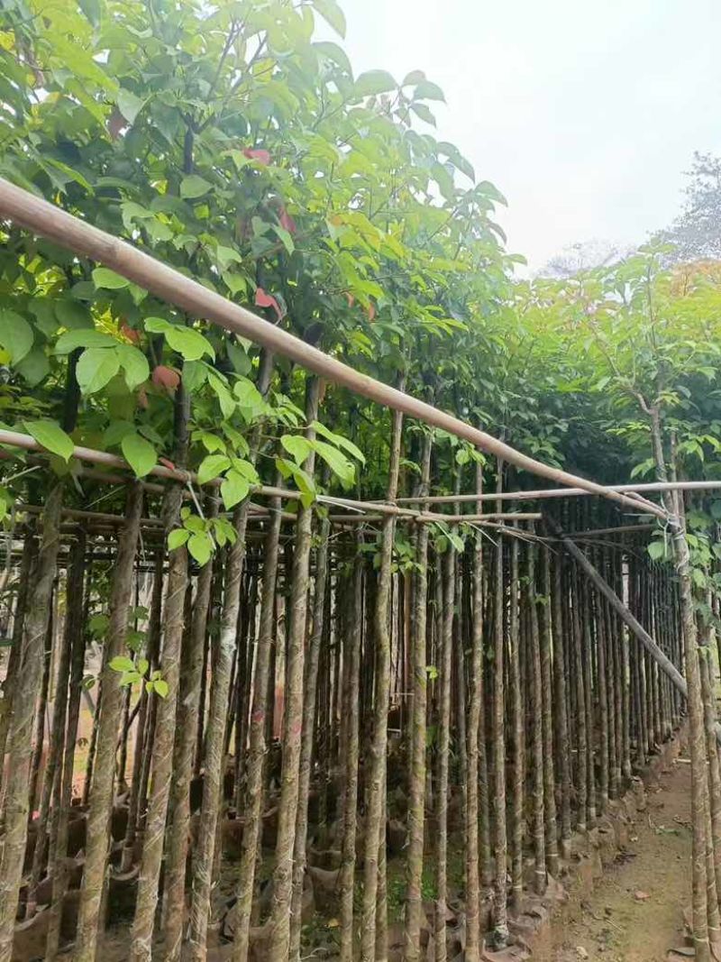 秋枫5-18分，基地直销，一手货源，各种规格，大量低价出售