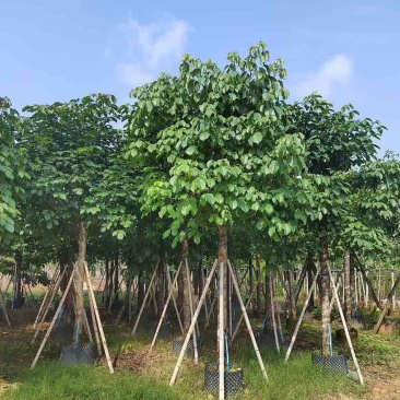 秋枫养冠6-20分，基地直销，一手货源，大量低价出售