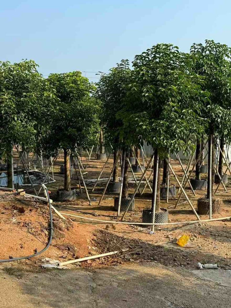 秋枫养冠6-20分，基地直销，一手货源，大量低价出售