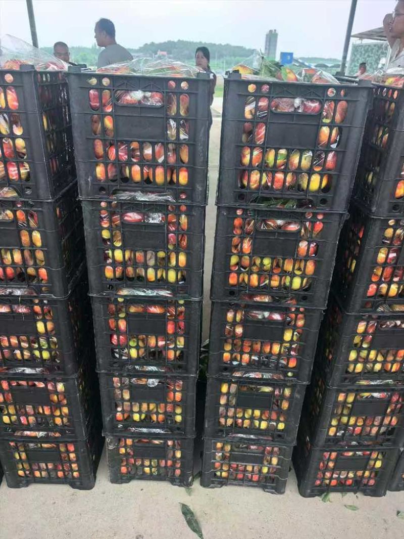 湖北襄阳油桃大量上市口感好量大从优精品一手货源