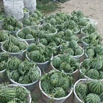 8424西瓜大量上市，口感甜脆，糖度高，价格美丽