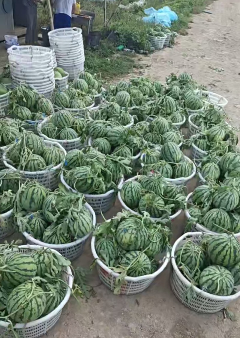 8424西瓜大量上市，口感甜脆，糖度高，价格美丽