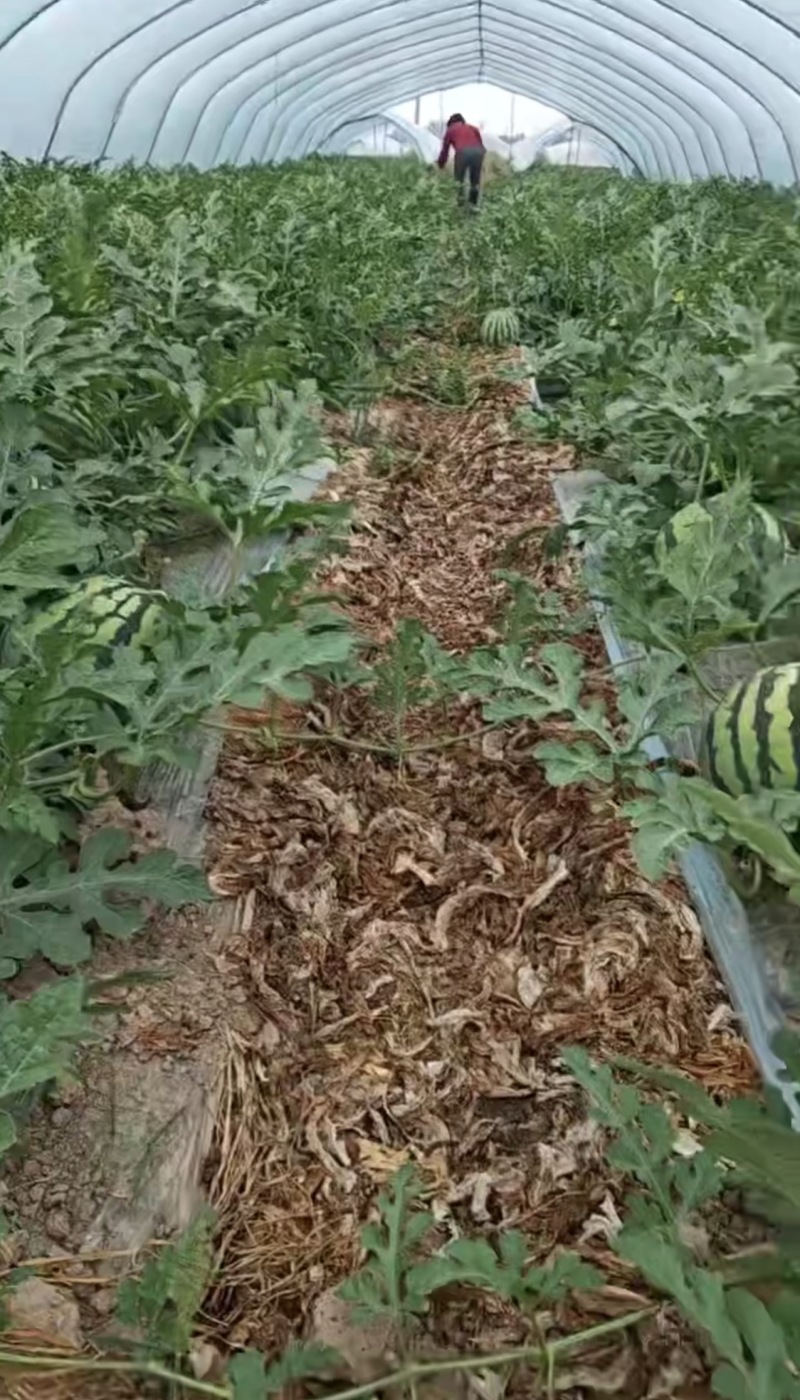 8424西瓜大量上市，口感甜脆，糖度高，价格美丽