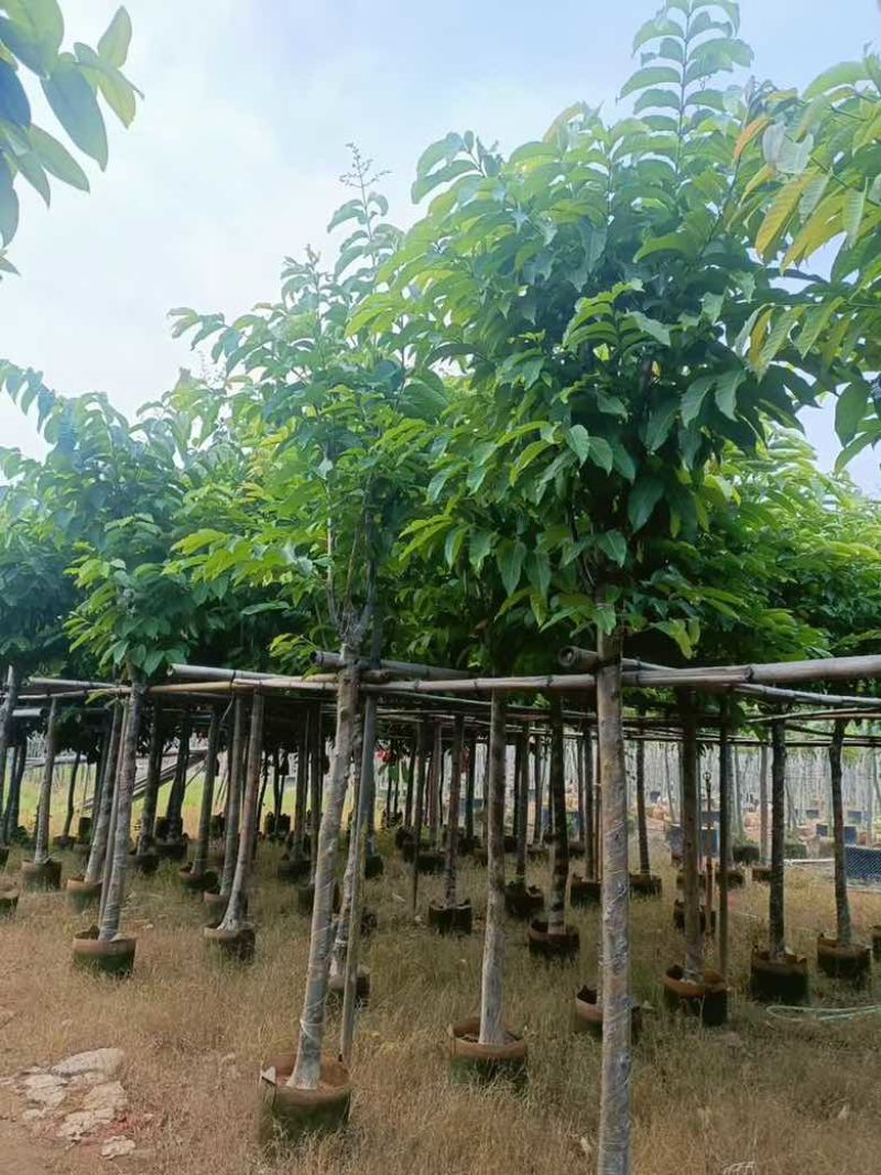 大叶紫薇3-18分，截杠，骨架，各种规格，大量低价出售