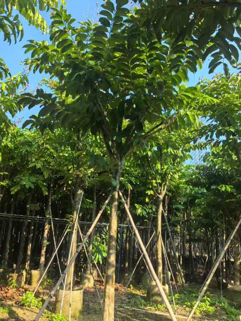 大叶紫薇3-18分，截杠，骨架，各种规格，大量低价出售