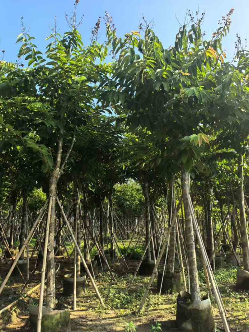 大叶紫薇3-18分，截杠，骨架，各种规格，大量低价出售