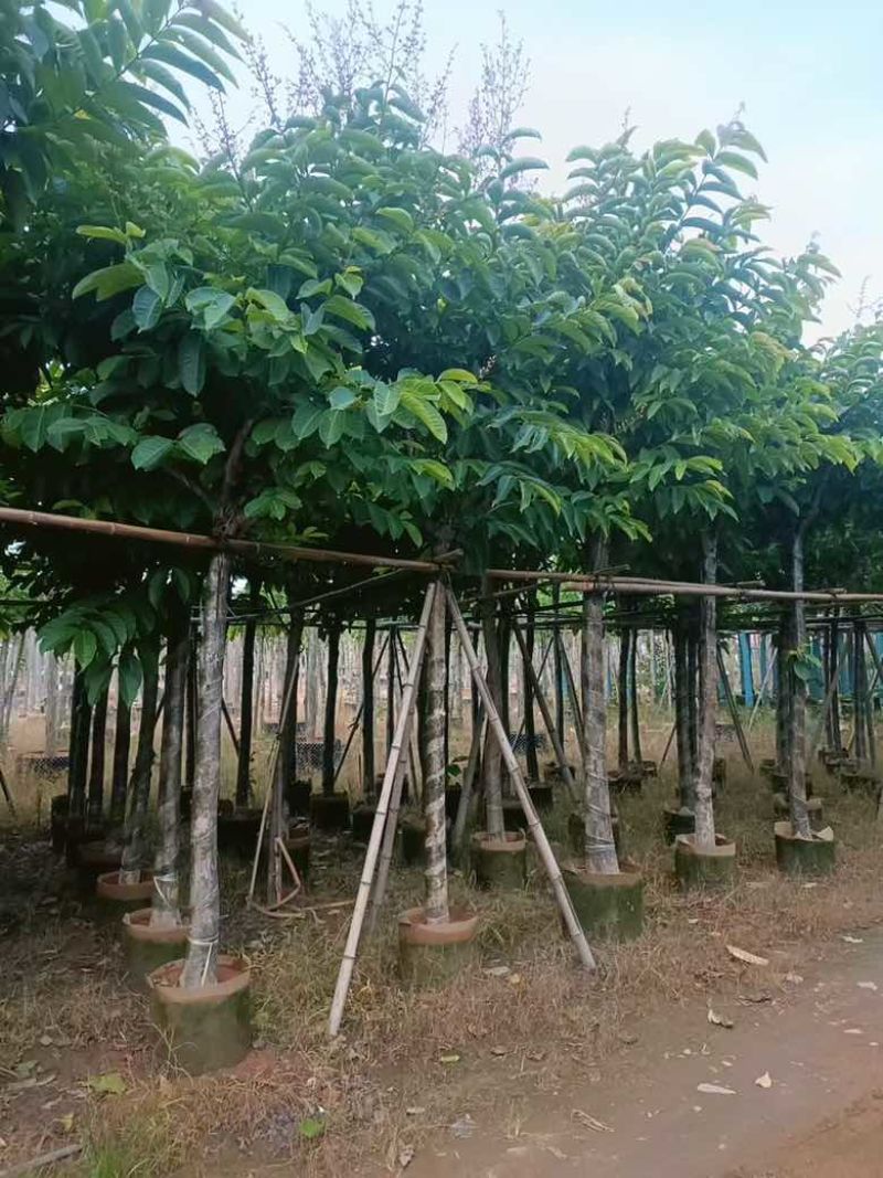 大叶紫薇3-18分，截杠，骨架，各种规格，大量低价出售