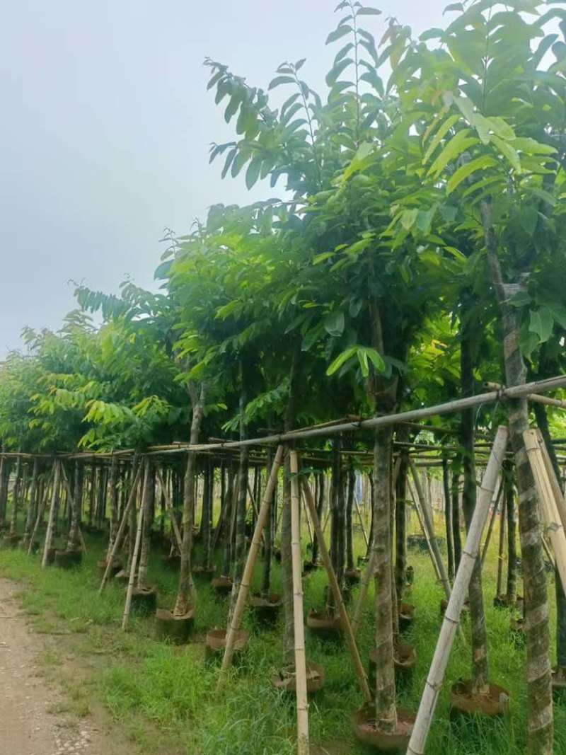 大叶紫薇3-18分，截杠，骨架，各种规格，大量低价出售