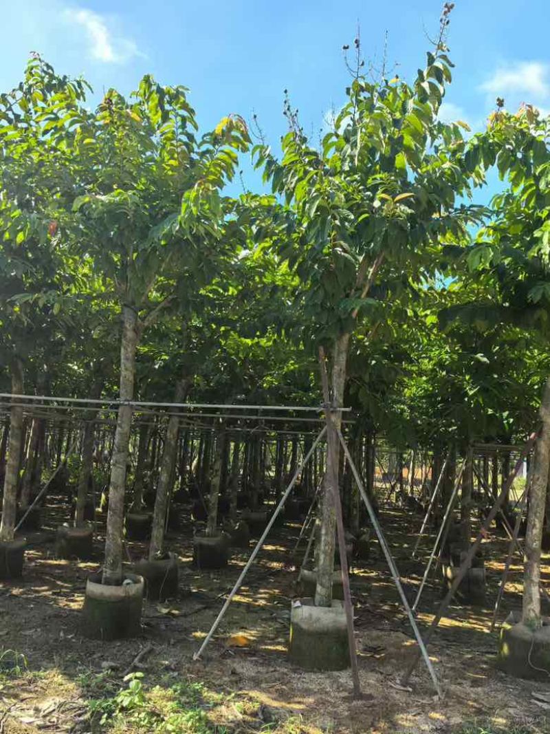 大叶紫薇3-18分，截杠，骨架，各种规格，大量低价出售