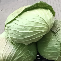 包菜