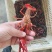 小龙虾
