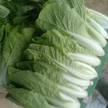 菜地里自摘的青菜
