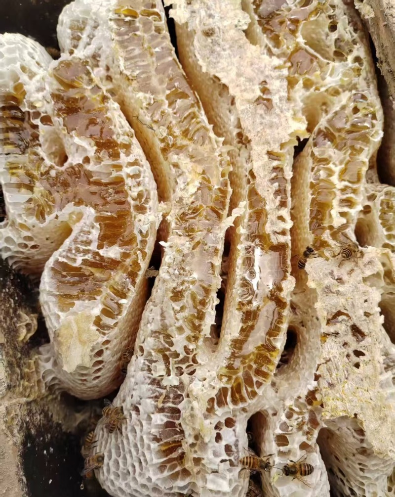 重庆巫溪县正宗土蜂蜜