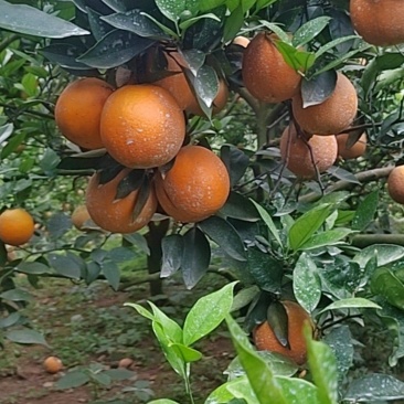 湖南江永县夏橙