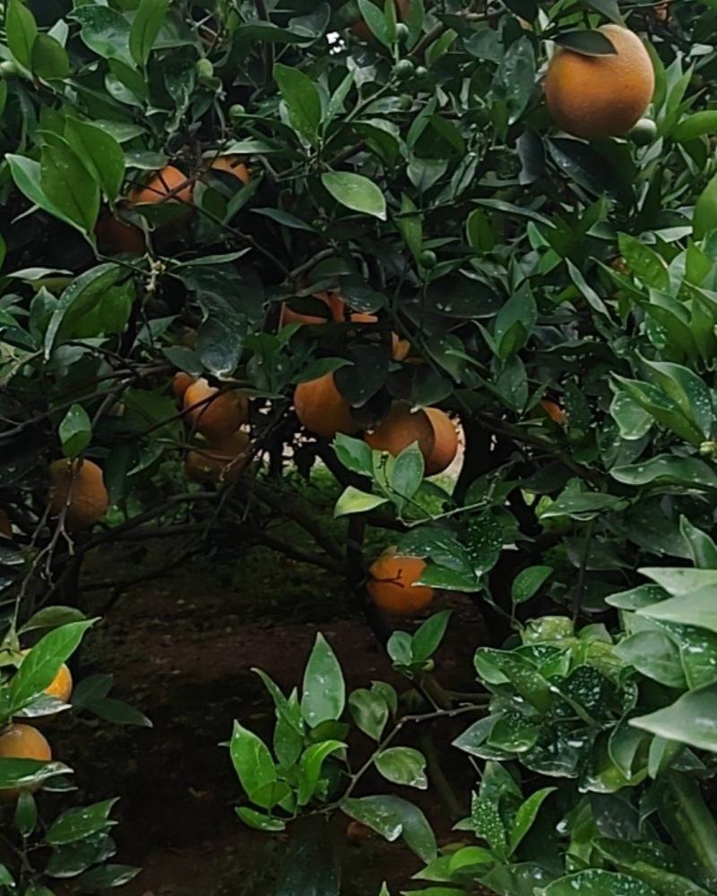 湖南江永县夏橙