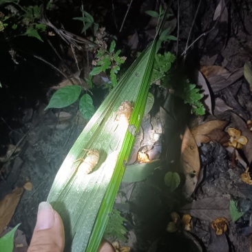 蚕蜕