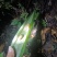 蚕蜕