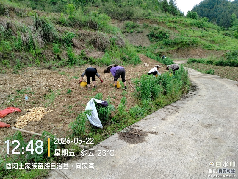 马尔科土豆2至3两以上