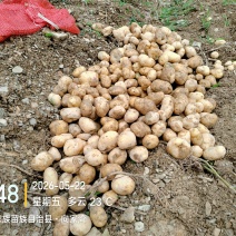 马尔科土豆2至3两以上