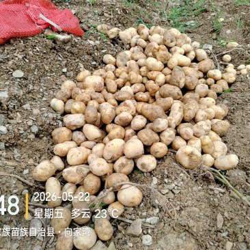 马尔科土豆2至3两以上