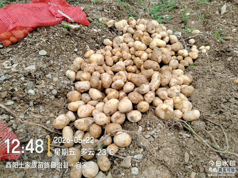 马尔科土豆2至3两以上