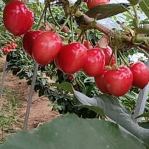 陕西大樱桃