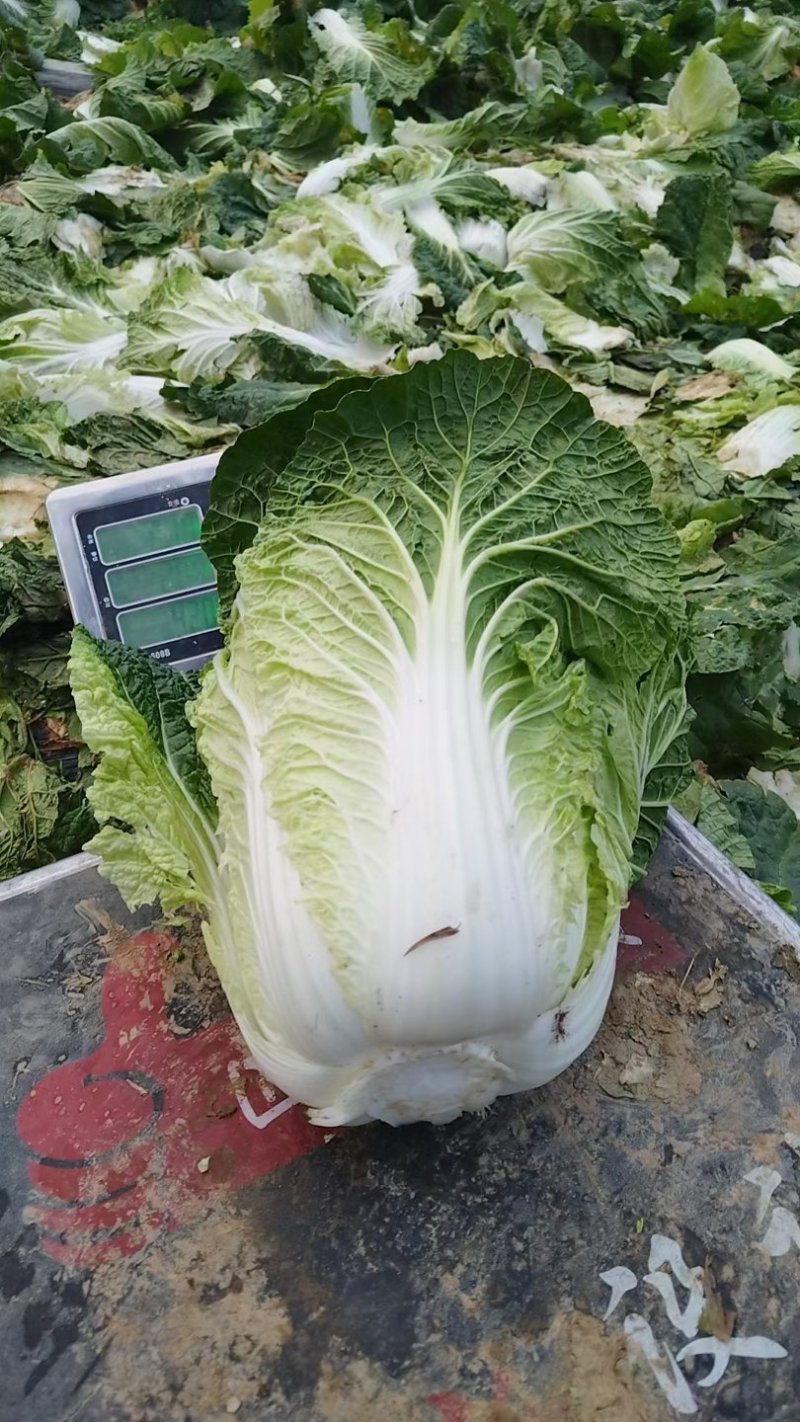 现在有大量白菜牛心包菜西园包菜燕白黄瓜