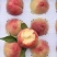 龙泉驿水蜜桃🍑精品礼盒装12枚，15枚