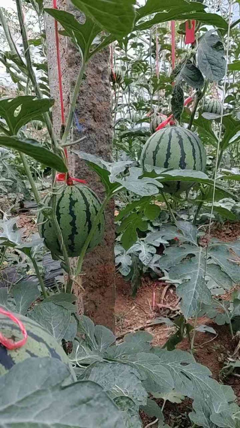 烟台海阳无籽冰糖麒麟西瓜