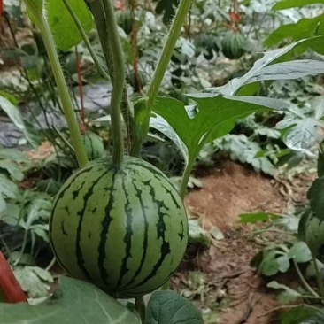 烟台海阳无籽冰糖麒麟西瓜