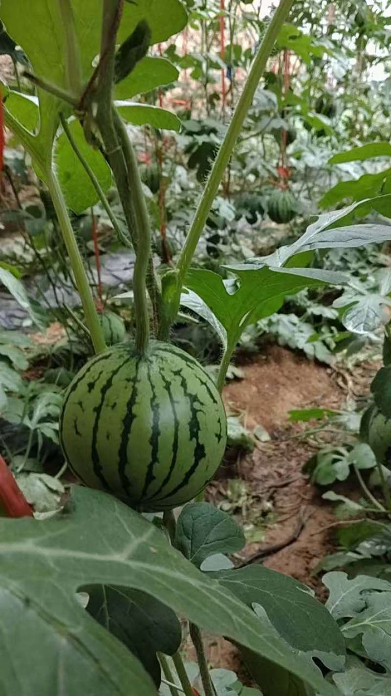 烟台海阳无籽冰糖麒麟西瓜