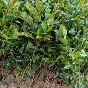 油茶苗