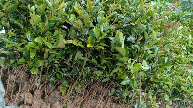 油茶苗