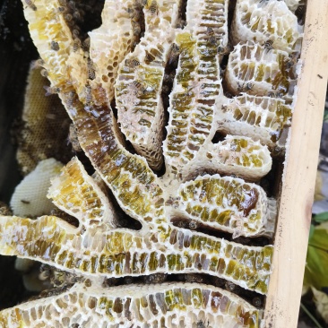 深山土蜂蜜