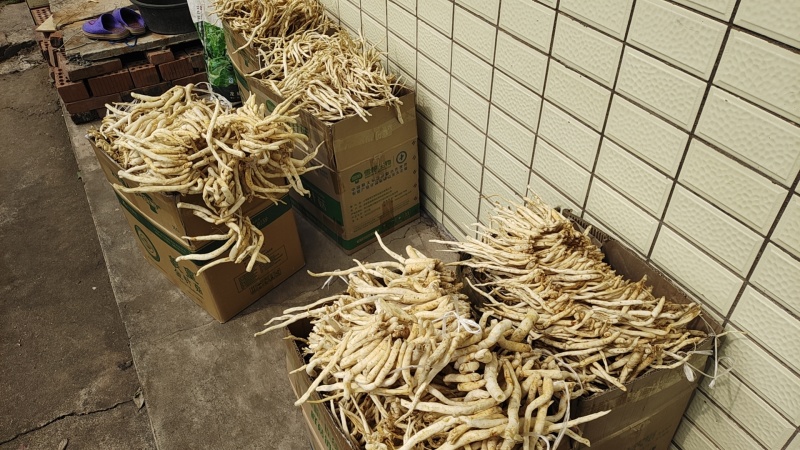 四川川明参