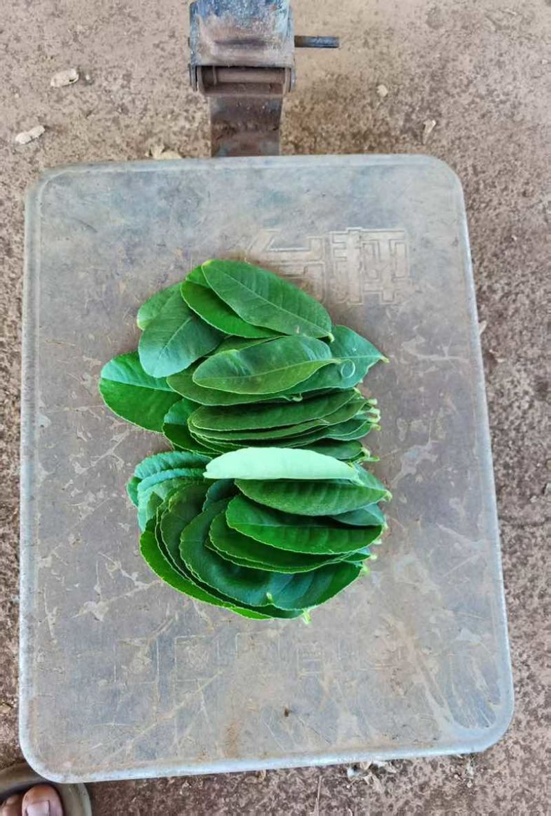 柠檬叶