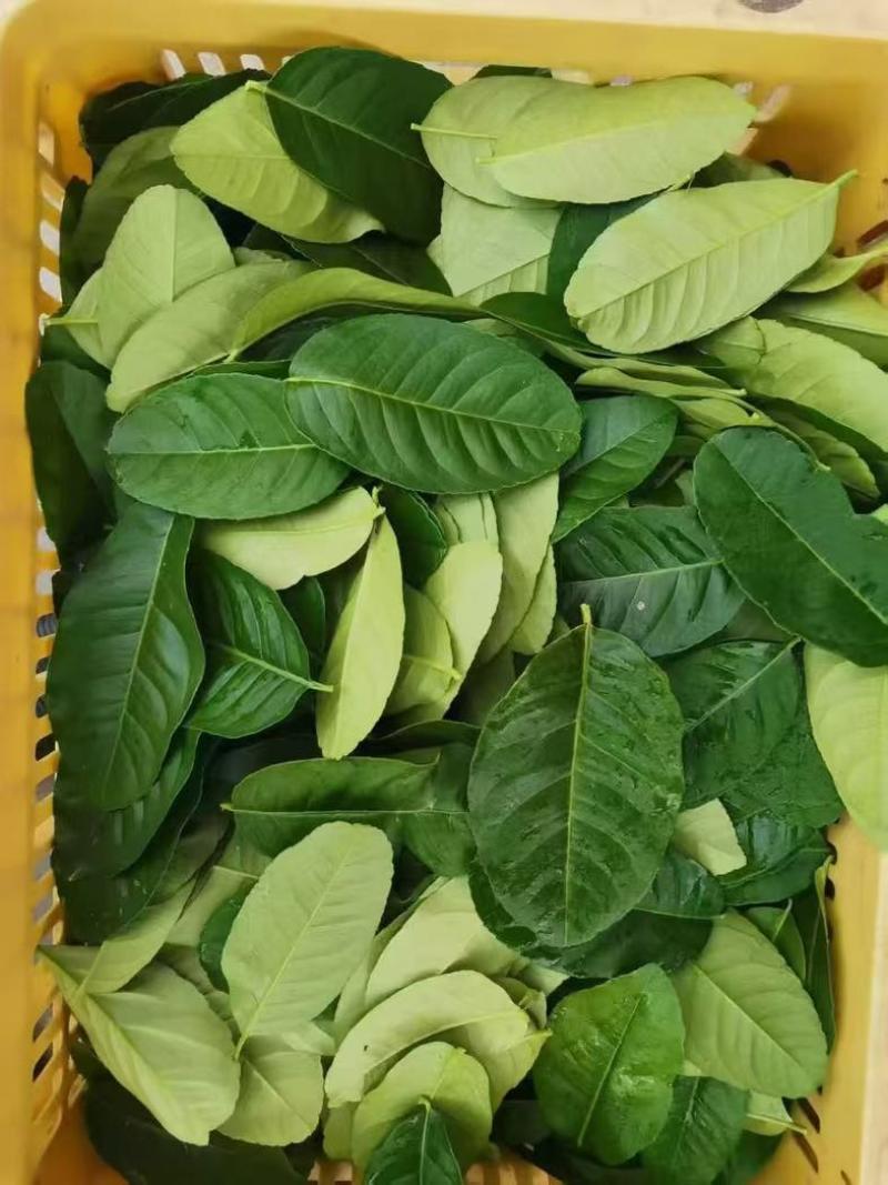 柠檬叶