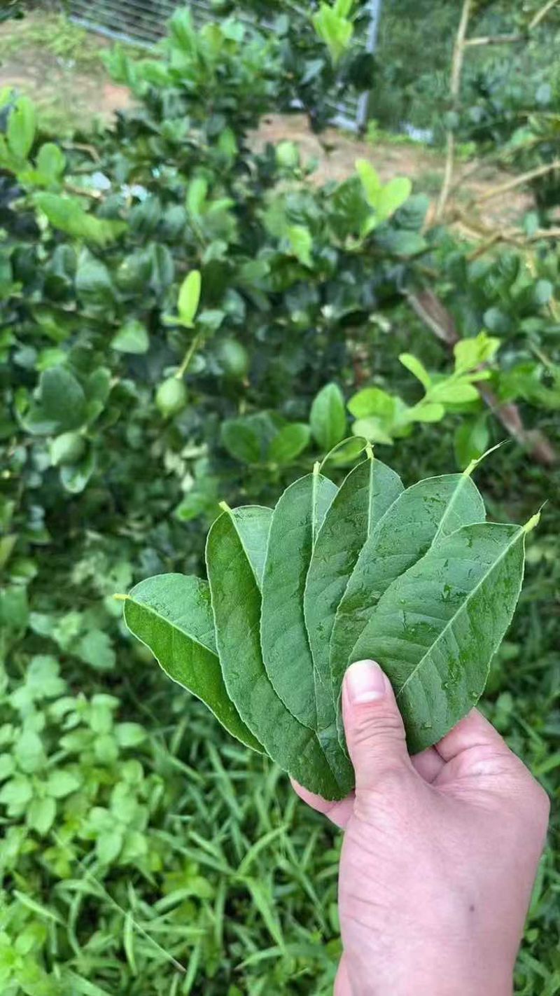 柠檬叶