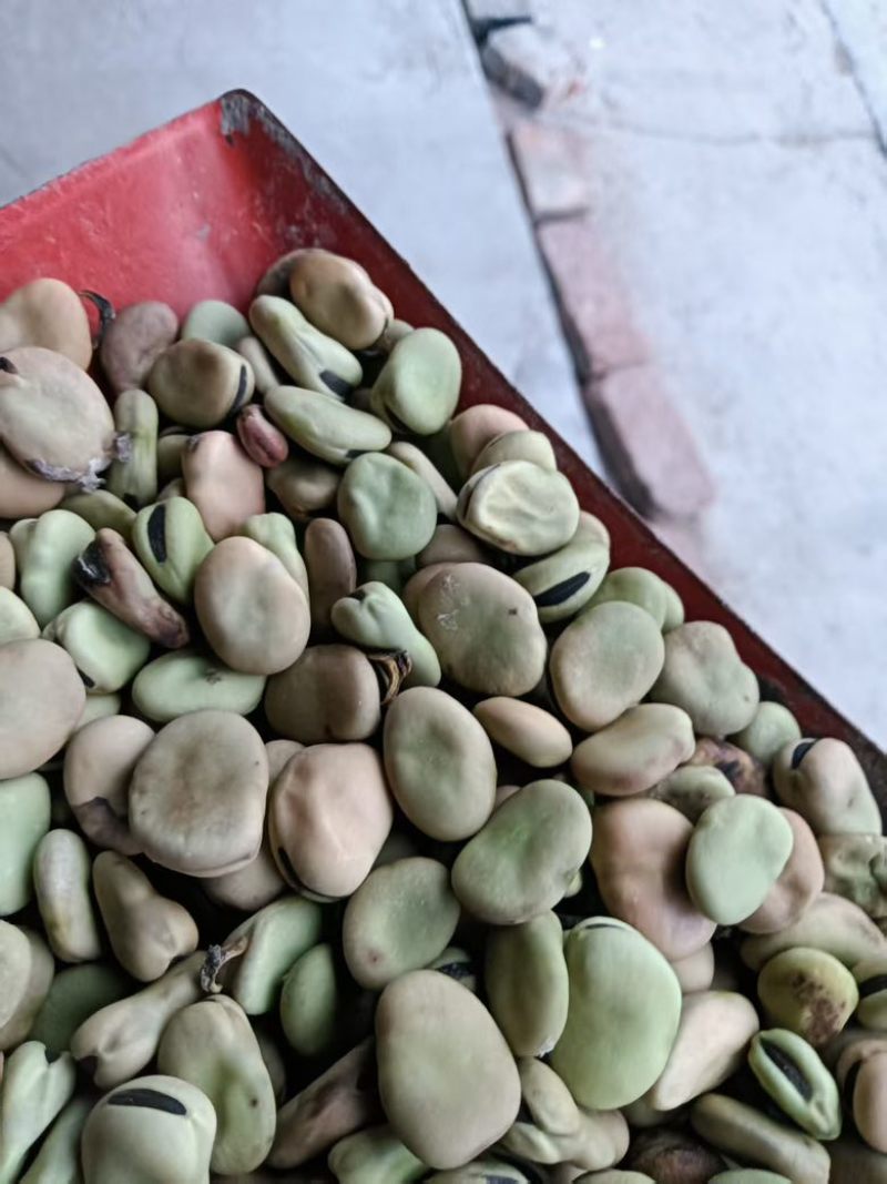 干蚕豆四川干蚕豆
